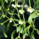 Health Benefits of Mistletoe