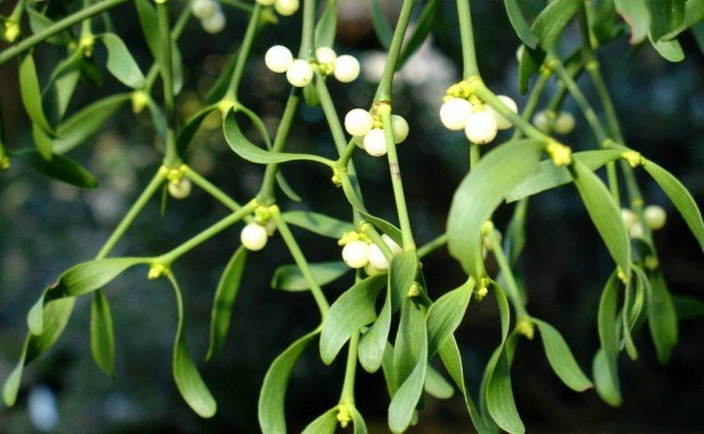 Health Benefits of Mistletoe