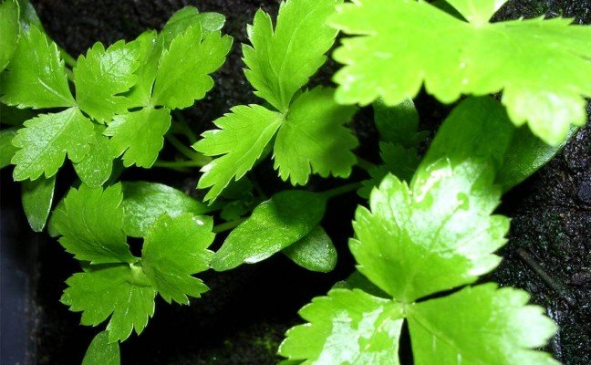 Health Benefits of Mitsuba