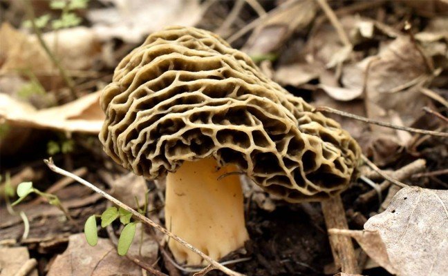 Health Benefits of Morel Mushrooms