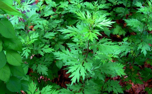 Health Benefits of Mugwort