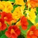 Health Benefits of Nasturtium