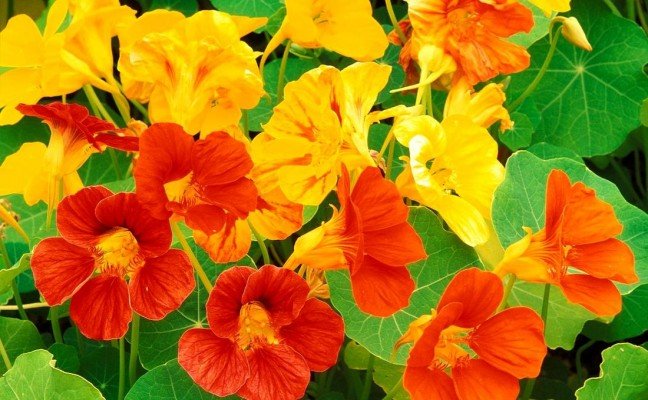 Health Benefits of Nasturtium