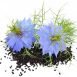 Health Benefits of Nigella Sativa