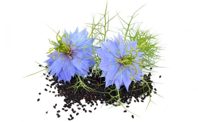 Health Benefits of Nigella Sativa