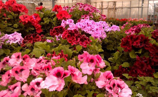 Health Benefits of Pelargonium