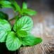 Health Benefits of Peppermint