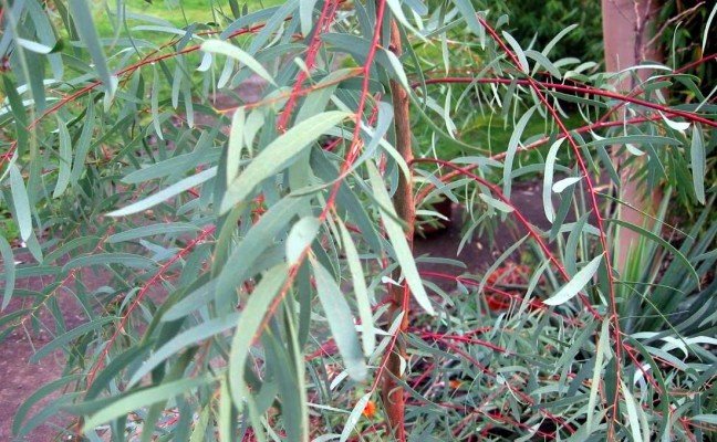 Health Benefits of Peppermint Gum Leaf
