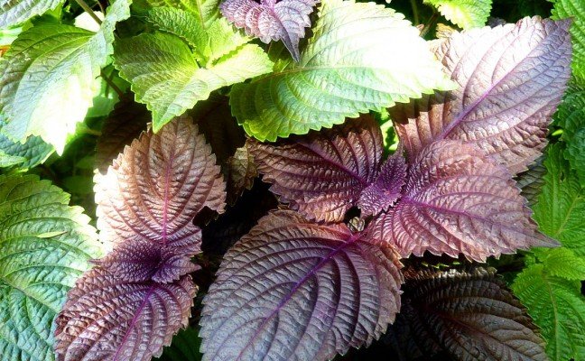 Health Benefits of Perilla