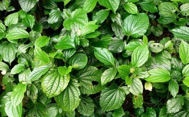 Health Benefits of Piper Sarmentosum Health Benefits of Piper Sarmentosum