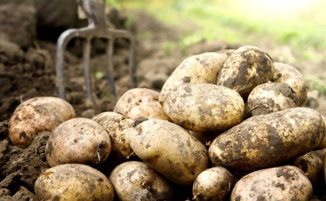 Health Benefits of Potato