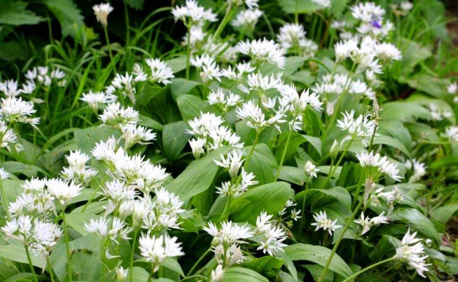 Health Benefits of Ramsons