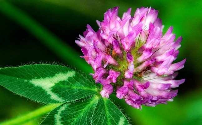 Health Benefits of Red Clover