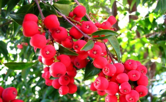 Health Benefits of Riberry