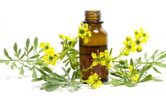 Health Benefits of Rue Health Benefits of Rue