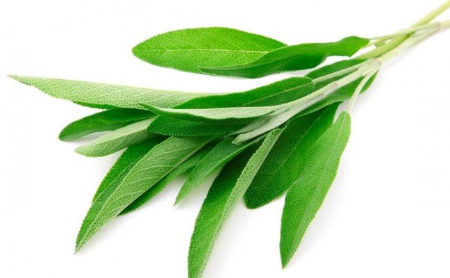 Health Benefits of Sage