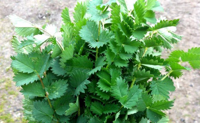 Health Benefits of Salad Burnet