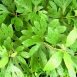Health Benefits of Sassafras