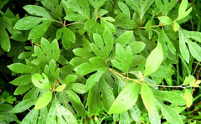 Health Benefits of Sassafras Health Benefits of Sassafras