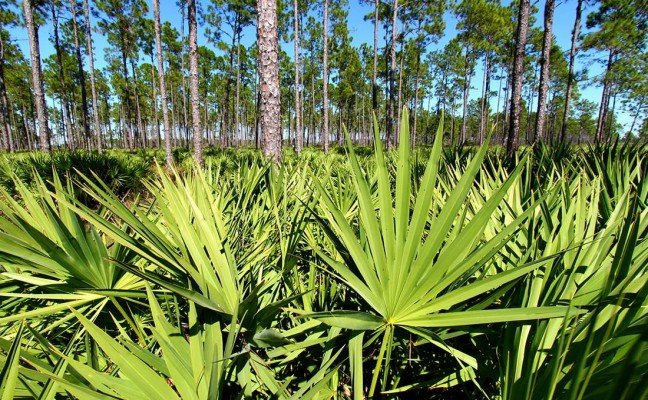 Health Benefits of Saw Palmetto