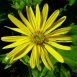 Health Benefits of Silphium