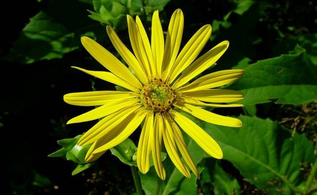 Health Benefits of Silphium