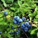 Health Benefits of Sloe Berries