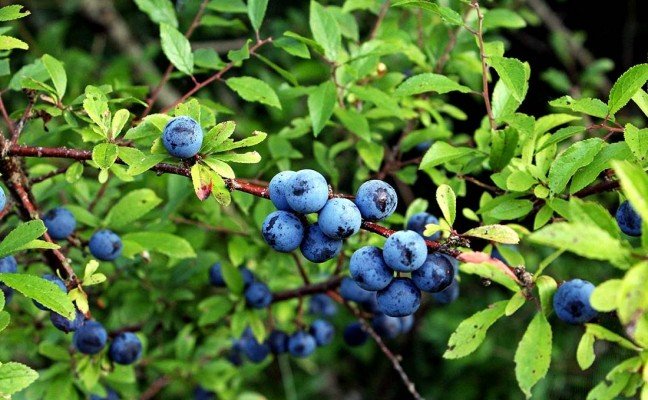 Health Benefits of Sloe Berries