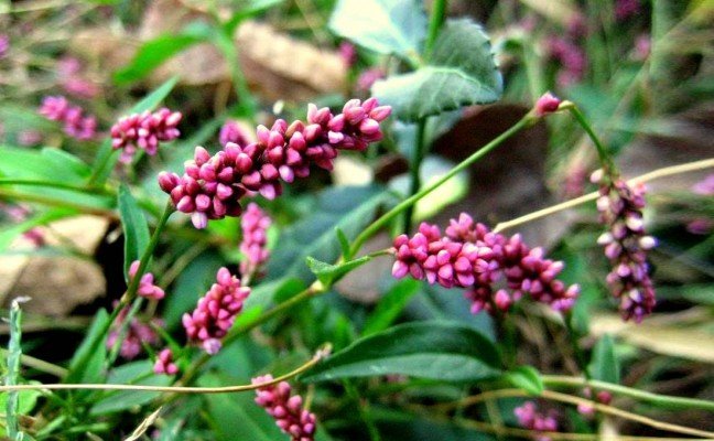 Health Benefits of Smart Weed Health Benefits of Smart Weed