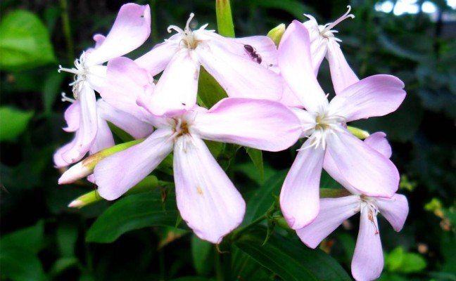Health Benefits of Soapwort