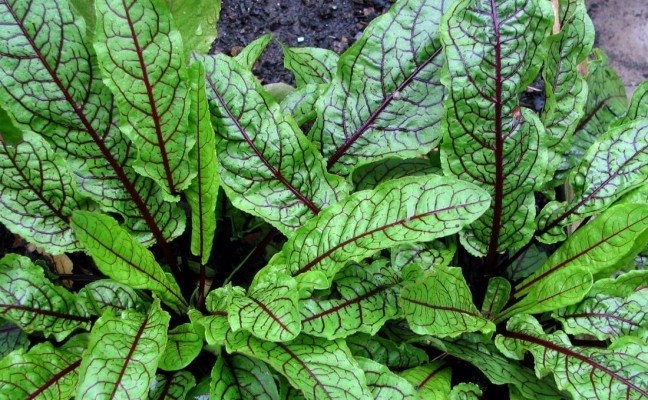 Health Benefits of Sorrel Health Benefits of Sorrel