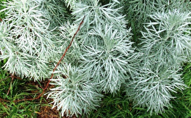 Health Benefits of Southernwood