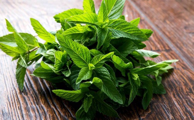 Health Benefits of Spearmint Health Benefits of Spearmint