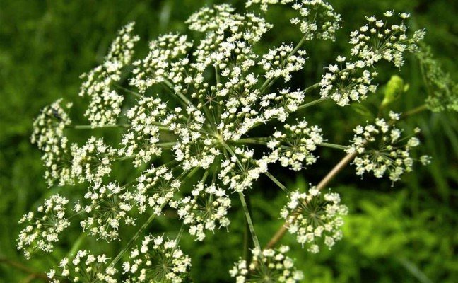 Health Benefits of Spikenard