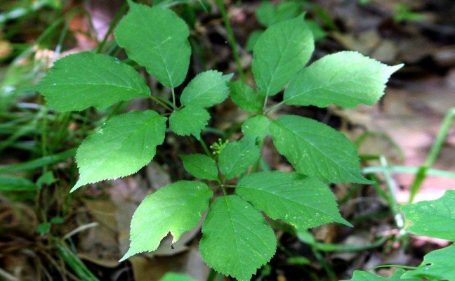 Health Benefits of Suma
