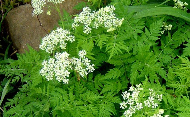 Health Benefits of Sweet Cicely