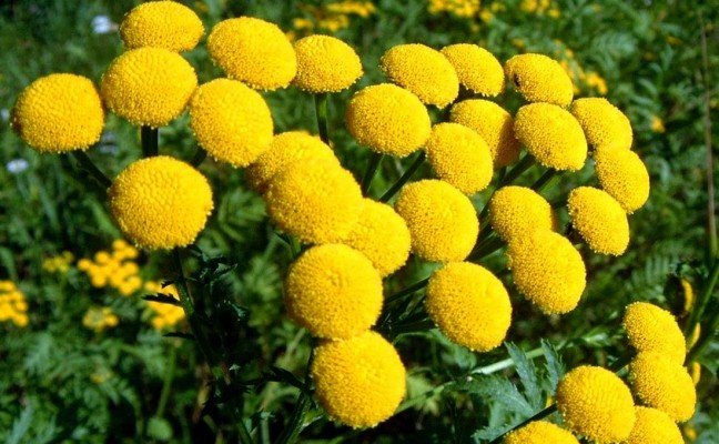 Health Benefits of Tansy Health Benefits of Tansy