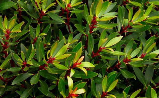 Health Benefits of Tasmanian Pepper