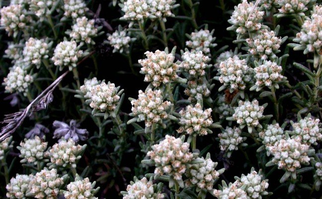 Health Benefits of Teucrium Polium