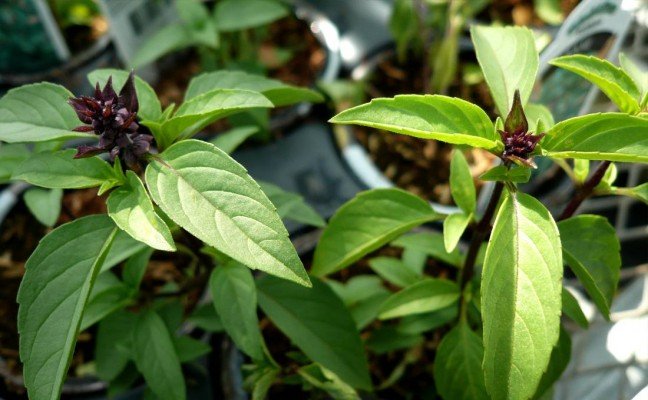 Health Benefits of Thai Basil