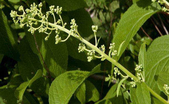 Health Benefits of Thunder God Vine