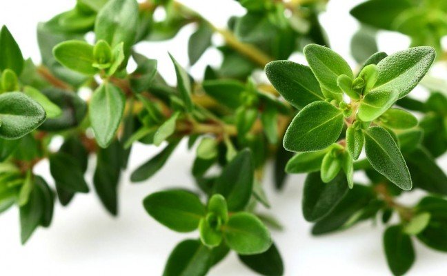 Health Benefits of Thyme Health Benefits of Thyme