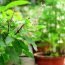 Health Benefits of Tulsi