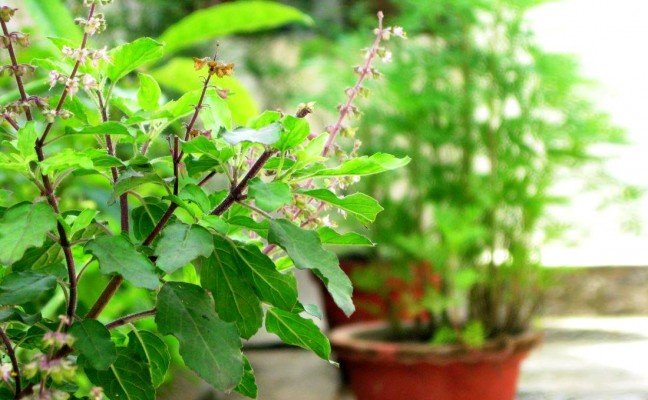 Health Benefits of Tulsi