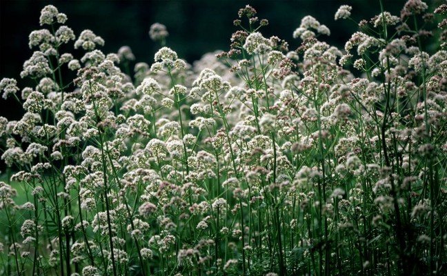 Health Benefits of Valerian