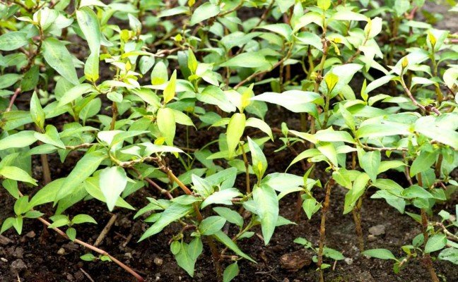 Health Benefits of Vietnamese Coriander Health Benefits of Vietnamese Coriander