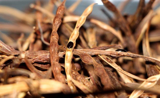 Health Benefits of Wattle seed