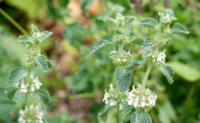 Health Benefits of White Horehound
