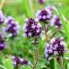 Health Benefits of Wild Thyme