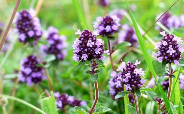 Health Benefits of Wild Thyme